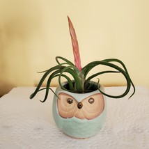 Owl Planter with Air Plant, 2.5", sea green ceramic pot, Tillandsia airplant