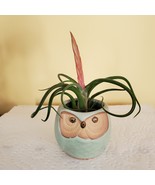 Owl Planter with Air Plant, 2.5&quot;, sea green ceramic pot, Tillandsia airp... - £11.98 GBP