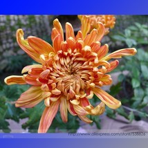 Orange Chrysanthemum Flower 50 seeds - £5.86 GBP