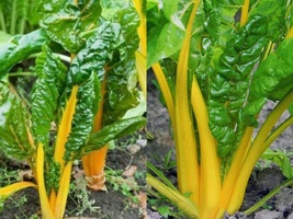 100 Ct Seeds Canary Yellow Swiss Chard Vegetable Garden NON-GMO - £9.55 GBP
