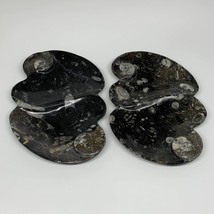 2pcs Set,8.5&quot;x5.5&quot; Double Heart Fossils Orthoceras Ammonite Bowls @Morocco,B8520 - £38.48 GBP