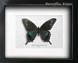 Green Swallowtail Papilio Maackii Real Butterfly Entomology Collectible Display - £48.06 GBP