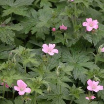 3 Wild Geraniums Plants Cranesbill Geranium Maculatum Organic Bare Root ... - $12.78