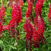 25 Scarlet Lupine Seeds Flower Perennial Flowers Hardy Seed 1031 US SELLER - £7.06 GBP
