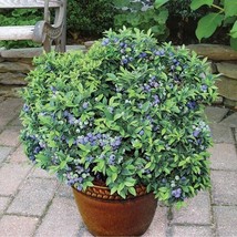 PWO 15+ Seeds Blueberry Plant  House Plant  Garden Flowers Easy To Grow - £4.74 GBP