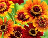Sombrero Zinnia Seeds Mexican Daisy Bicolor Red Yellow Zinnias Flower Seed  - £4.66 GBP