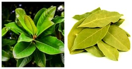 15 Bay Leaf Laurel Tree Seeds - Home and Garden - INTERNATIONALSHIP - £21.38 GBP