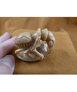 (tb-ins-3-4) tan Praying Mantis Tagua NUT figurine Bali detailed insect ... - $52.71 CAD
