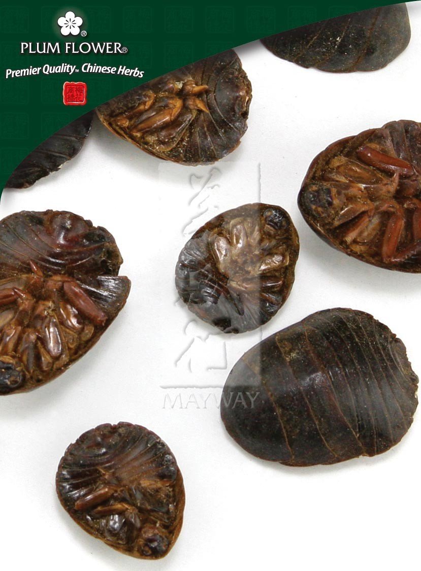 Tu Bie Chong, unsulfured Eupolyphaga sinensis