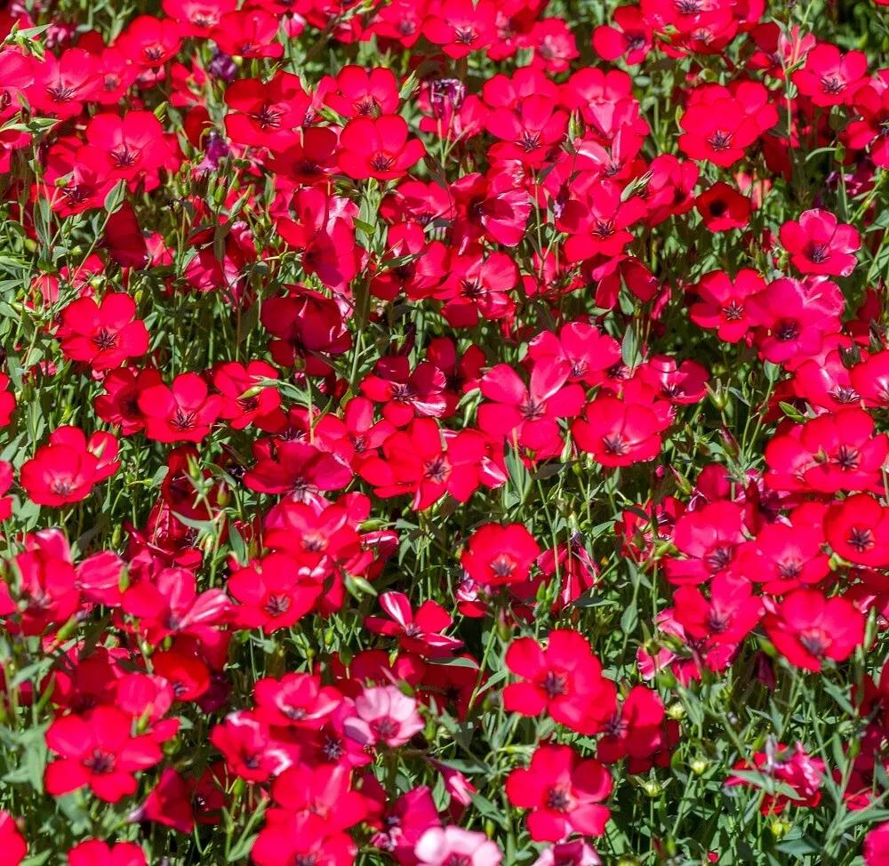 Scarlet Flax Seeds Mix Non-GMO Heirloom 100 Seeds Easy Grow - £6.24 GBP