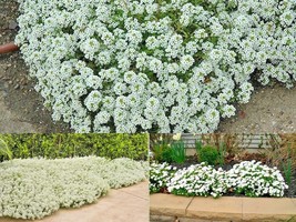 1501+TALL Sweet Alyssum Drought Heat Groundcover Flower Seeds Container Easy - £10.36 GBP
