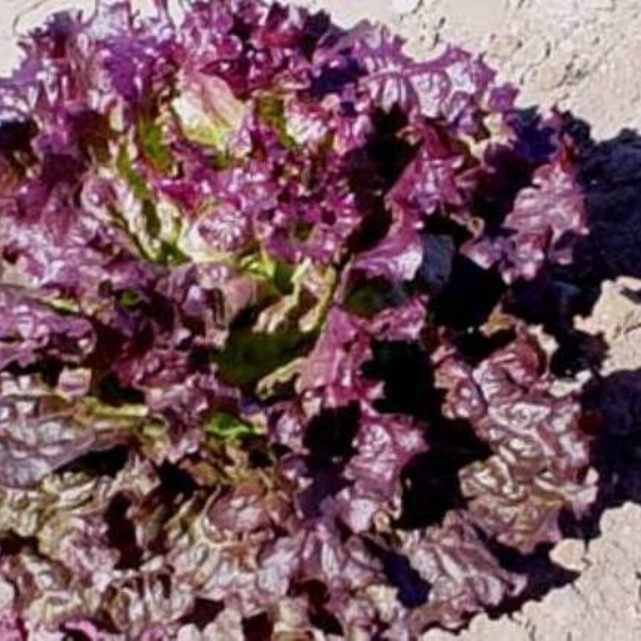 Ruby Red Lettuce Vegetable Fresh Gardening - $15.92