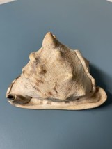 Conch Shell Very Nice 6&quot; x4.5&quot; Heavy - $23.38