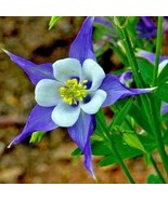 200 Rocky Mountain Columbine Seeds Wildflower Colorado State Flower Shad... - $167.31 MXN