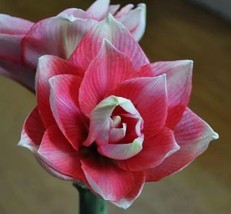 2 Amaryllis Vittata Bulbs Fw95210-46 Garden - £31.34 GBP