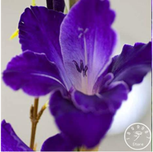 100 Pcs Big Violet Gladiolus Bonsai Plants Potted Flowers Orchids Purple Gladiol - £4.73 GBP