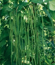 30 Seeds Dark Green Yard Long Bean/String Bean/Chinese - $8.00