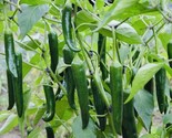 50 Seeds Fresh Harvest Hot Serrano Pepper Seeds Nongmo Heirloom Variety ... - £7.02 GBP