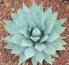 AGAVE  PARRYI var. COUSEI hardy exotic succulent  aloe rare plant seed 5... - $9.99
