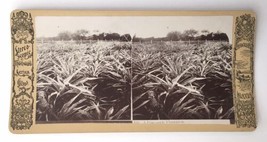 Stereoview 155 A Pine-apple Plantation Hawaii Stereosonic Thomward Gems - £15.93 GBP