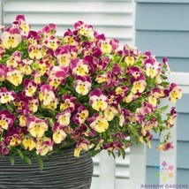 200+ Cool Wave Strawberry Swirl Pansy (Viola) Seeds - $9.00