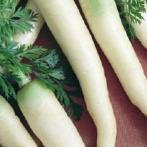 300 Lunar White Carrot Daucus Carota Vegetable Seeds Fast Ship Fresh USA SELLER - £10.92 GBP