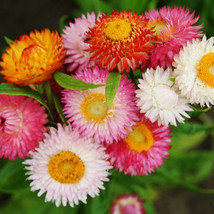 200 seeds Strawflower Tall Mixed Nourish Your Soil with Organic Planting Seeds  - £11.08 GBP