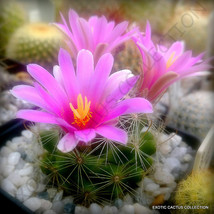 Rare Mammillaria Boolii @J@ Exotic Flowering Cacti Cactus Seed 15 Seeds - £7.18 GBP