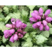 CLK 75 Seeds Spotted Deadnettle Lamium Maculatum Purple Lavender USA Seller - £7.86 GBP