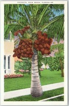 Linen Postcard Of Coconuts Palm Beach Florida Vintage - £9.95 GBP