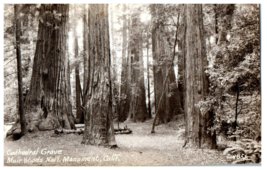 Zan-851 Cathedral  Grove Muir Woods National Monument California RPPC Postcard - £11.81 GBP
