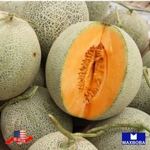 Non Gmo 140 Melon Seeds Honey Rock Heirloom Vegetable Home Garden - £9.32 GBP