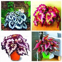 200 Seeds Begonia Flower BonsaiDIY Planting Flowers - $19.92 CAD