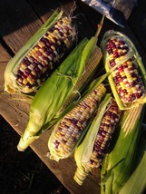 Festivity Sweet Corn 25 seeds (Zm 034) - £6.29 GBP
