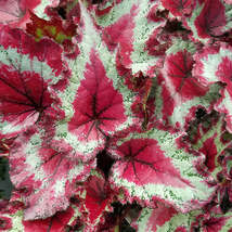 LWS Begonia Harmony&#39;s Pink Ribbons 3 Until 4 inch Fast Shipping - £29.01 GBP