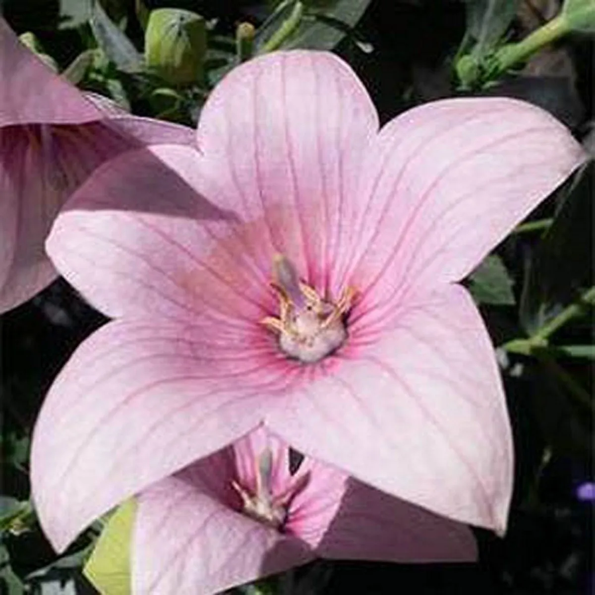 25 Seeds Balloon Flower Platycodon Grandiflorus Rose/Pink - £7.63 GBP