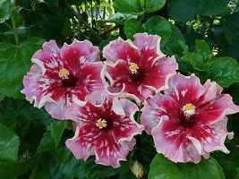 20 pcs Pink Red Hibiscus Seed Flowers Flower Seed Perennial - £9.88 GBP