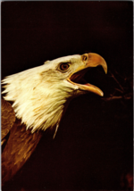Bald Eagle San Diego Zoo Wild Animal Park Vintage Postcard - £5.16 GBP
