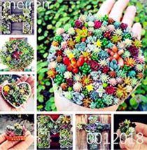 100  pcs Mix Lithops Bonsai Living Stones Succulent Cactus Organic Garden, Offic - £5.49 GBP