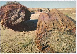 Arizona Postcard Petrified Log Petrified Forest National Monument - £1.15 GBP