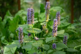 100 Seeds Hyssop Licorice Anise Agastacges Foeniculums Traditional Bluish Purple - £15.08 GBP