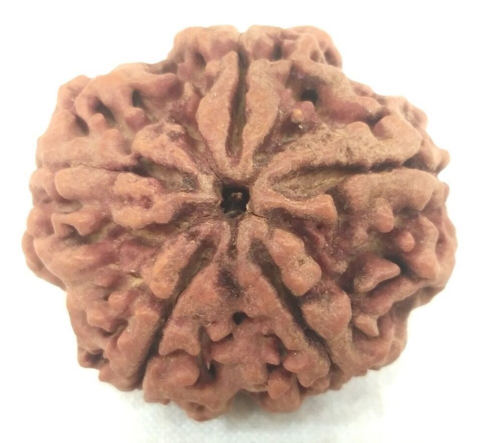 Super Collector 5 Mukhi Rudraksha - 26.60 mm - Nepal Bead - Lab Certified - $94.05