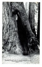 B-53 Big Redwood Muir Woods National Monument California RPPC Postcard - £8.87 GBP