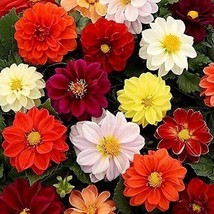 HS 25 Unwins Bedding Dahlia Seeds Flower Perennial Flowers Seeds Flowering Us 11 - $5.39