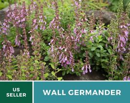 25 Pcs Wall Germander Seeds Perennial Flower Teucrium Chamaedris Seed - £15.56 GBP