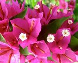 Bougainvillea rooted PINK PIXIE Starter Plant - £21.88 GBP