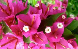 Bougainvillea rooted PINK PIXIE Starter Plant - £21.75 GBP