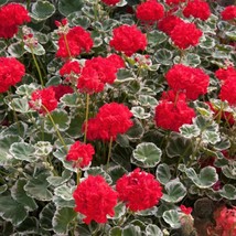 25+ Wilhelm Langguth Geranium Seeds – Variegated Foliage &amp; Blooms - $16.50