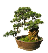 Black Pine Tree Potted Landscape Japanese Five Neee Pine Miniascape Pinu... - $7.89