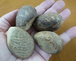 tn-12) 4 medium natural Tagua Nut whole nuts for craft Carving Dried pla... - $18.69